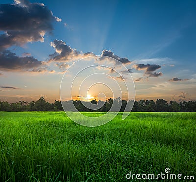Beatiful Sunrise on rice field nature landscape. Stock Photo