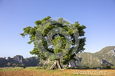 Beatiful tree in Vinales valley at sunset Stock Photo