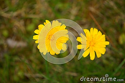 Beatiful Yellow Hypochaeris Radicata Flower (hairy Cats Ear) Stock Photo