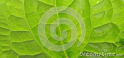 Beautifull green leaf Stock Photo