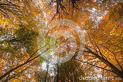 Beatyful natural lanscape background with tree and mount Stock Photo