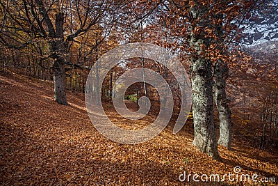 Beatyful natural lanscape background with tree and mount Stock Photo