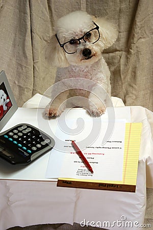 Beau a Bichon Frise conducts business at his desk Stock Photo