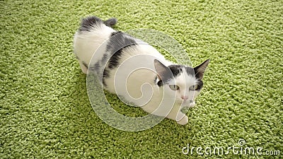 Beau Chat Blanc Domestique Avec Des Anthracnoses Pendant L Oestre Dans La Perspective Du Tapis Vert Saison D Accouplement Banque De Videos Video Du Amusement Beau Beau Chat Blanc Domestique Avec Des Anthracnoses Pendant L Oestre Dans La Perspective Du Tapis Vert Saison D Accouplement Banque De Videos Video Du Amusement Beau