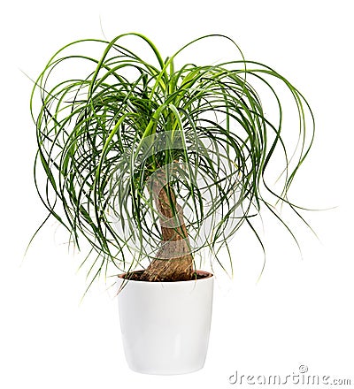 Beaucarnea recurvata or Nolina recurvata plant Stock Photo