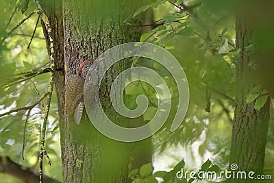 Beauful green wood pecker, colourful bird, wood pecker cutting wood, bird in the tree Stock Photo