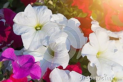 Beauitful flower white and red Stock Photo