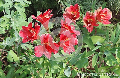 beauitful red flowers Stock Photo