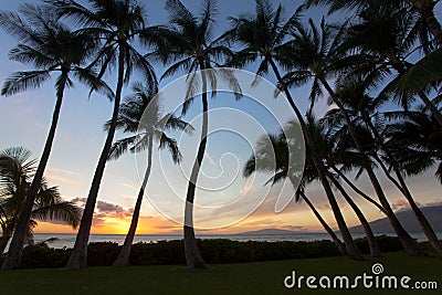 Beauitful South Maui sunet between the palm trees Stock Photo