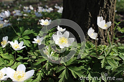 The beauitful white spring flowers of Anemone nemorosa Stock Photo