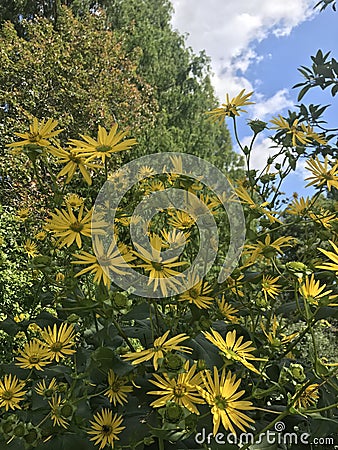 Beauitful yellow flowers with blue sky. Stock Photo