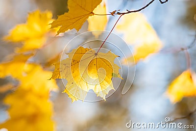 Beauitful yellow maple leves on a tree Stock Photo