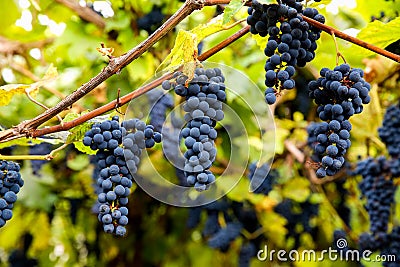 Red black bunches Pinot Noir grapes growing in vineyard with blurred background and copy space. Harvesting in the vineyards Stock Photo