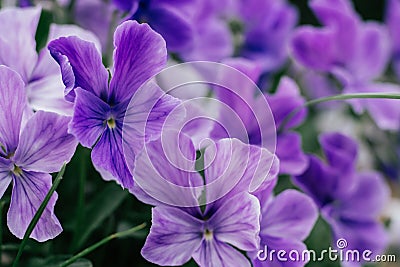 Beauteous bright violet flowers of tufted pansy blossoming with green leaves in flowerbed in garden. Gardening, botany. Stock Photo