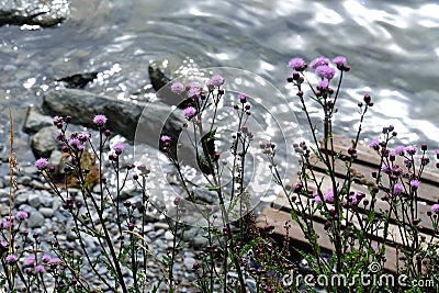 Beautful earth water flower Stock Photo
