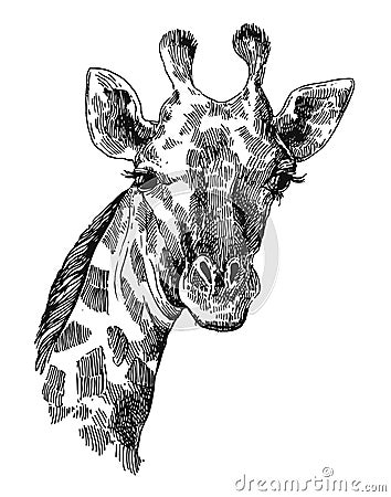 Beautful hand drawn illustration portrait og giraffe. Vector Illustration