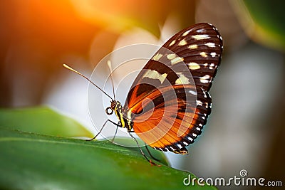 Beautiful colorful tropical butterfly called Heliconius hecale standing on green leaves in Konya tropical butterfly garden Stock Photo