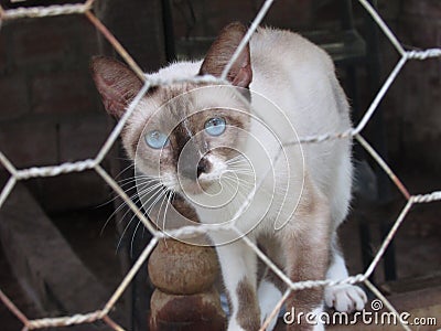 beautifil white kitten with her sky blue eyes in captivity. Stock Photo