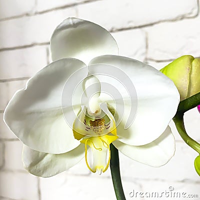 Beautifil white natural Orchid flower Stock Photo