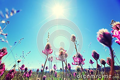 Beautifu flowers under blue sky Stock Photo