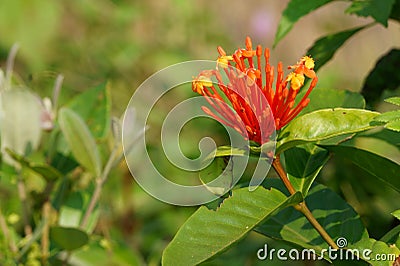 Beautifu lowers of the countryside. Ixora coccinea Stock Photo