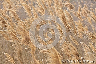 Abstract papura reed background Stock Photo