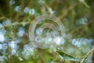 Beautiful abstract background scene of defocused natural bright soft green yellow leaves and blurred white light bokeh background Stock Photo