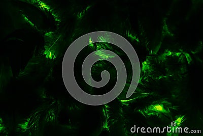 Beautiful abstract colorful black and green feathers on black background and soft yellow feather texture on dark pattern and blue Stock Photo
