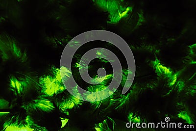 Beautiful abstract colorful black and green feathers on black background and soft yellow feather texture on dark pattern and blue Stock Photo