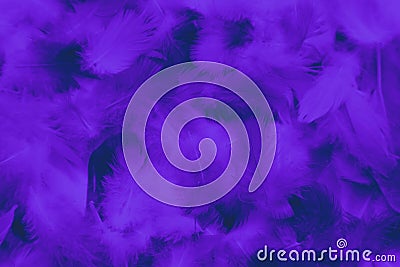 Beautiful abstract colorful black and purple feathers on black background and soft blue feather texture on dark pattern and blue b Stock Photo