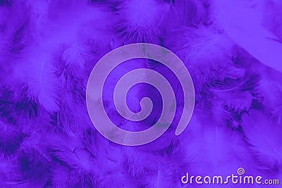 Beautiful abstract colorful black and purple feathers on black background and soft blue feather texture on dark pattern and blue b Stock Photo