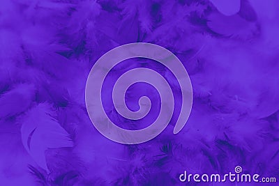 Beautiful abstract colorful black and purple feathers on black background and soft blue feather texture on dark pattern and blue b Stock Photo