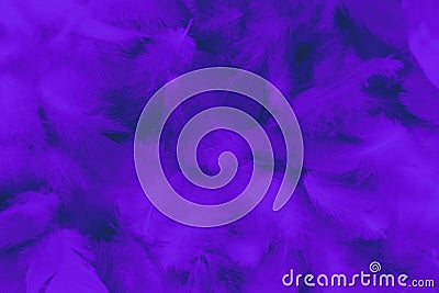 Beautiful abstract colorful black and purple feathers on black background and soft blue feather texture on dark pattern and blue b Stock Photo