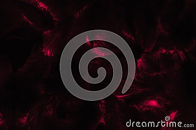 Beautiful abstract colorful black and red feathers on black background and soft pink feather texture on dark pattern and blue back Stock Photo