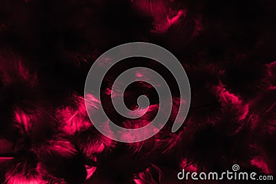 Beautiful abstract colorful black and red feathers on black background and soft pink feather texture on dark pattern and blue back Stock Photo