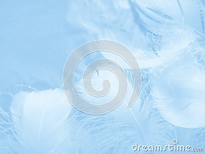 Beautiful abstract colorful blue feathers on white background and soft white feather texture on blue pattern and blue background Stock Photo