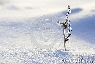 Beautiful abstract contrast picture of dry wildflower plant covered with frost standing alone in crystal clear white blue snow in Stock Photo