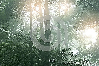 Abstract fog and light in tropical jungle Asia Thailand Stock Photo