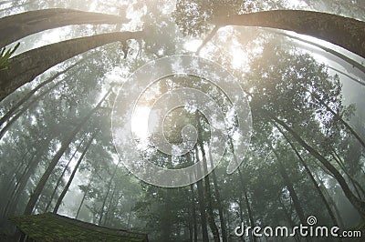 Abstract fog and light in tropical jungle Asia Thailand Stock Photo