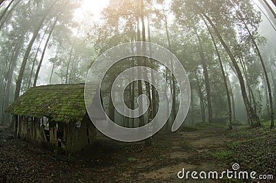 Abstract fog and light in tropical jungle Asia Thailand Stock Photo