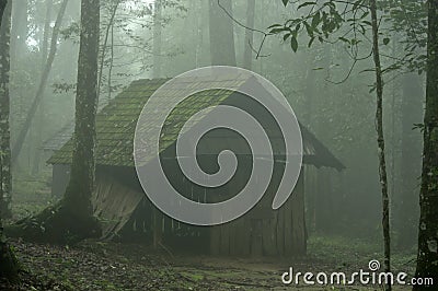 Abstract fog and light in tropical jungle Asia Thailand Stock Photo