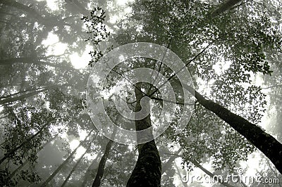 Abstract fog and light in tropical jungle Asia Thailand Stock Photo