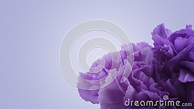 Beautiful abstract macro violet purple carnation flower background Stock Photo