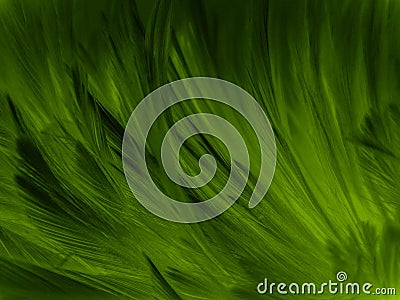 Beautiful abstract pastel green feathers on dark background, lemon yellow feather frame texture on green background, dark feather, Stock Photo