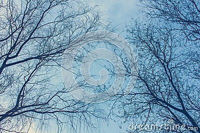 Beautiful abstract tree naked branches intertwined Stock Photo