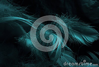 Beautiful abstract white and blue feathers on black background and soft white feather texture on blue pattern and blue background Stock Photo