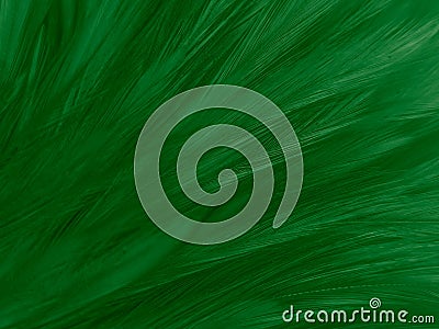 Beautiful abstract white and green feathers on white background and soft white feather texture on white pattern and green backgrou Stock Photo