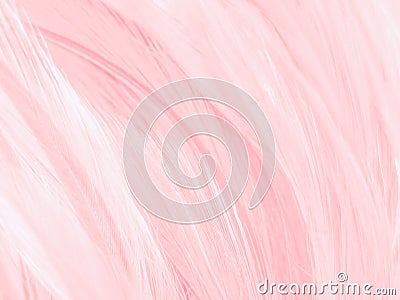 Beautiful abstract white and pink feathers on white background and soft white feather texture on pink pattern and pink background Stock Photo