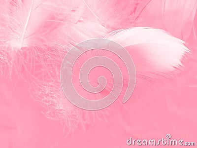 Beautiful abstract white and pink feathers on white background and soft white feather texture on pink pattern and pink background Stock Photo