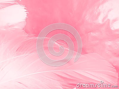 Beautiful abstract white and pink feathers on white background and soft white feather texture on pink pattern and pink background Stock Photo